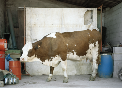 La première vache